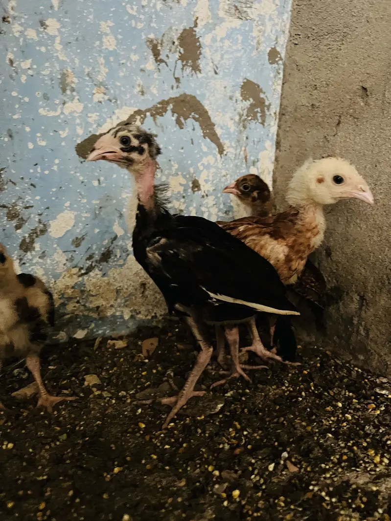 ASEEL MIANWALI Chicks — photo 3