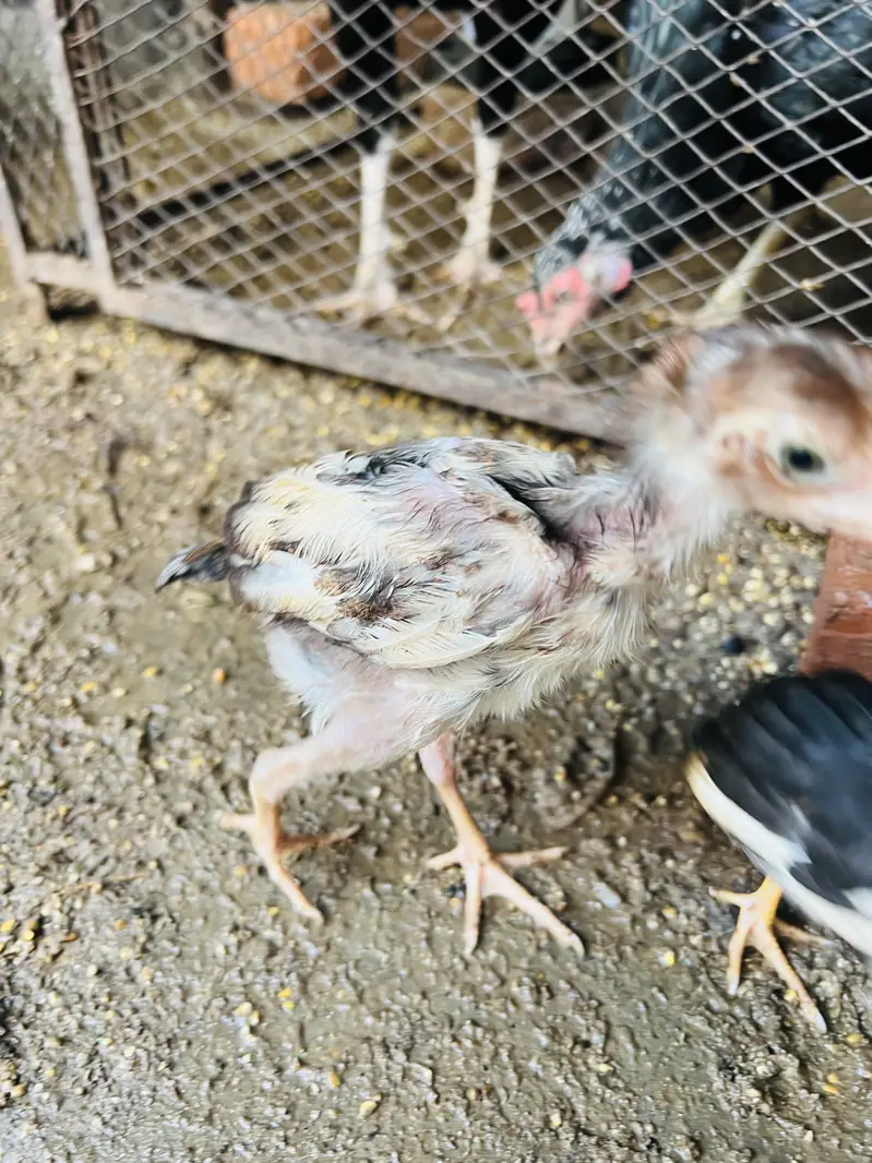 ASEEL MIANWALI Chicks — photo 4