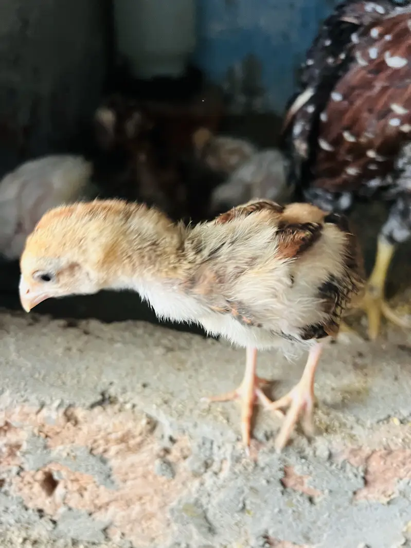 ASEEL MIANWALI Chicks — photo 5