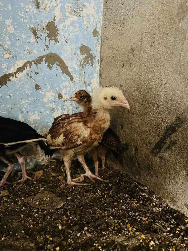 ASEEL MIANWALI Chicks — photo 6