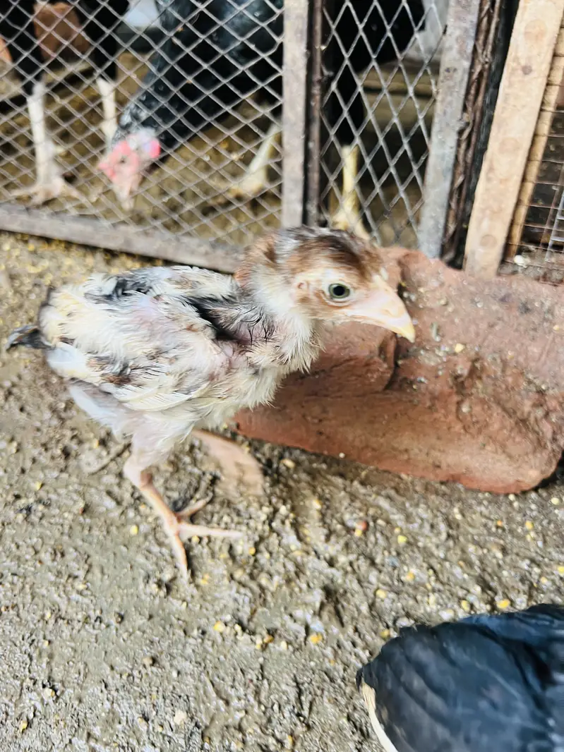 ASEEL MIANWALI Chicks — photo 7
