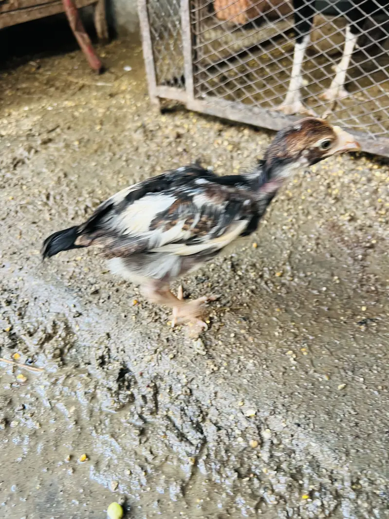 ASEEL MIANWALI Chicks — photo 8