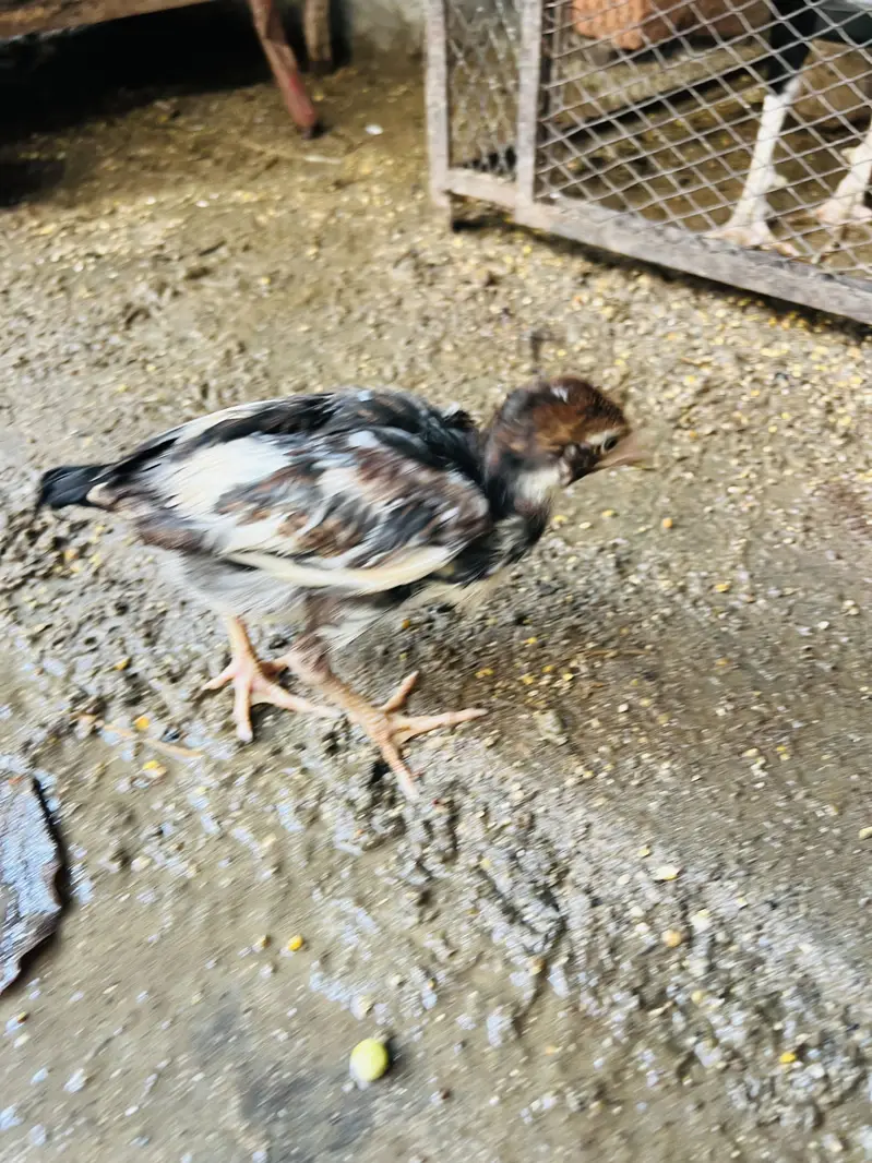 ASEEL MIANWALI Chicks — photo 9