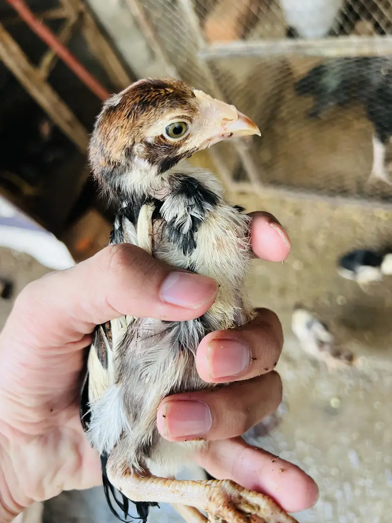 ASEEL MIANWALI Chicks — photo 10