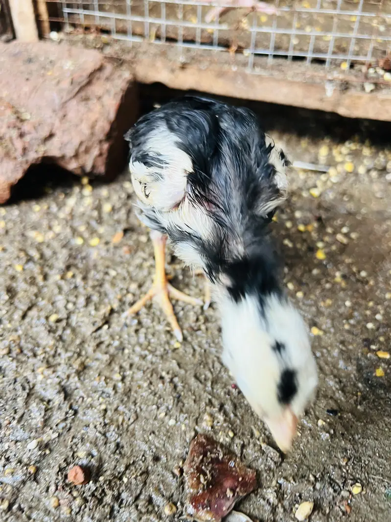 ASEEL MIANWALI Chicks — photo 11