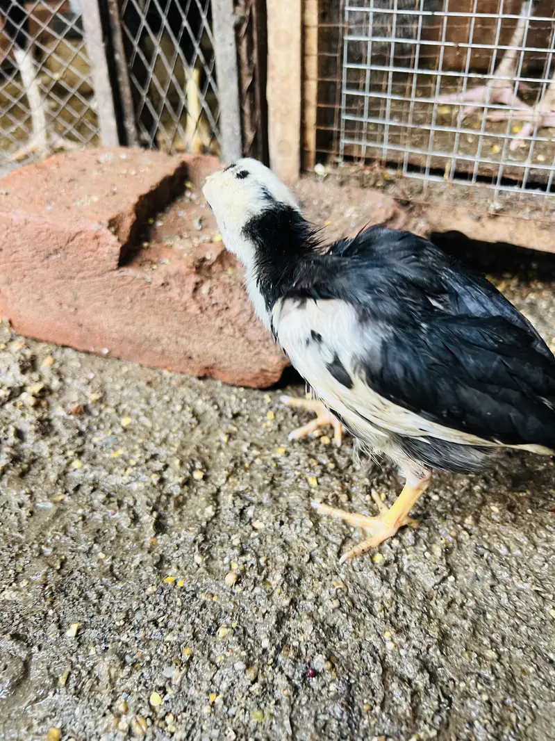 ASEEL MIANWALI Chicks — photo 12