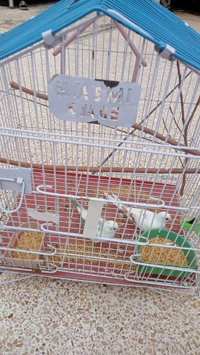 dove for sale pair