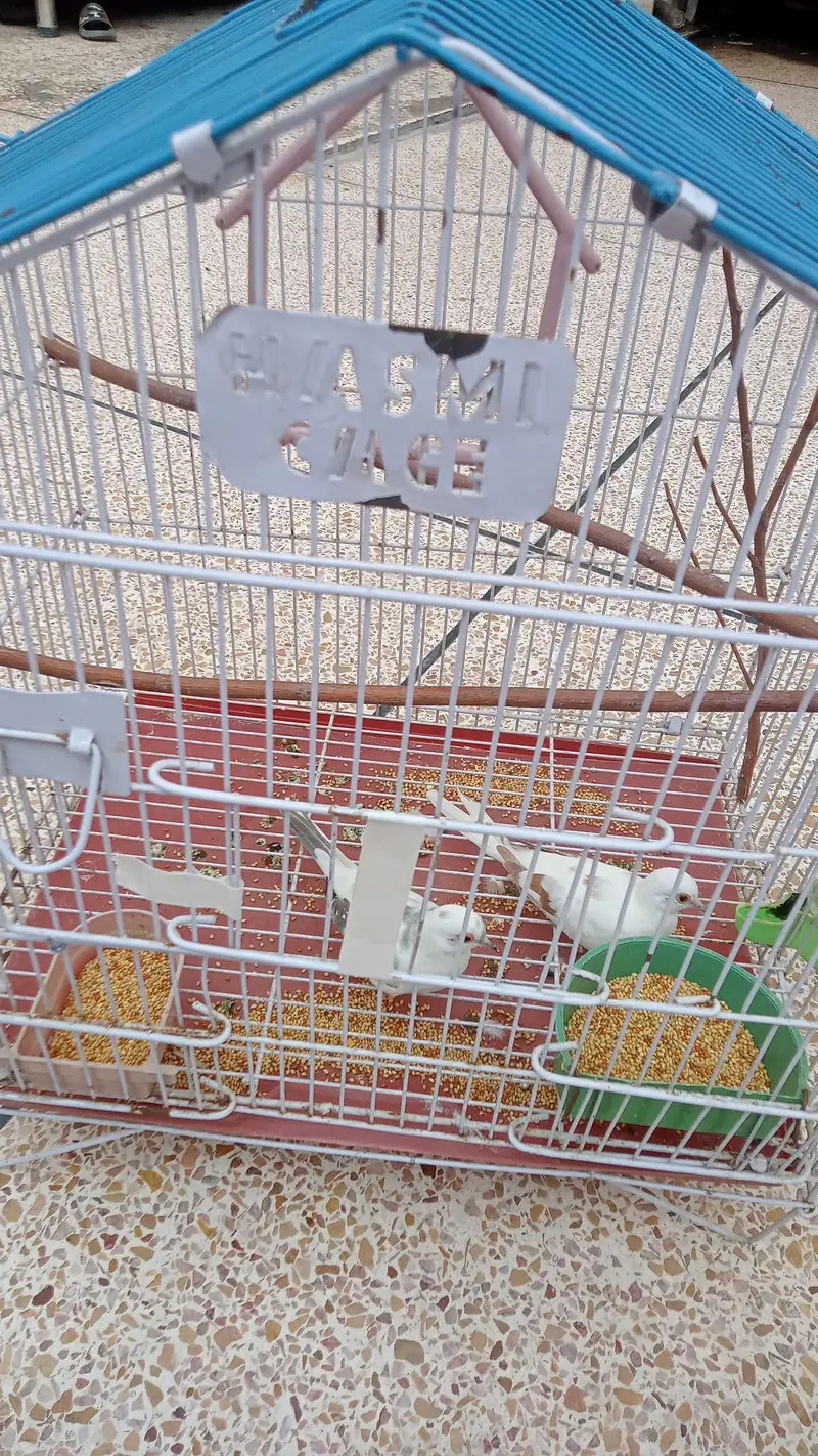 dove for sale pair