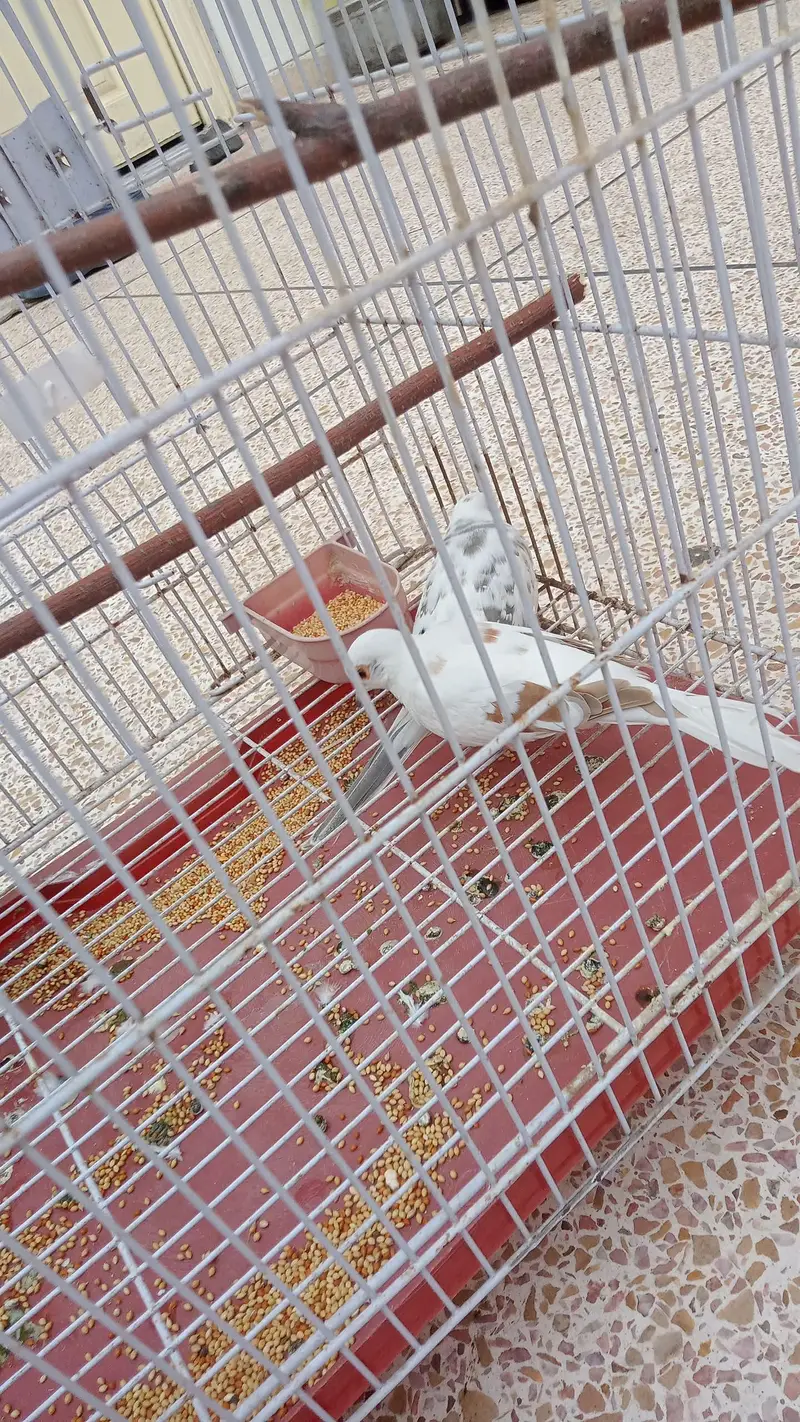 dove for sale pair — photo 2