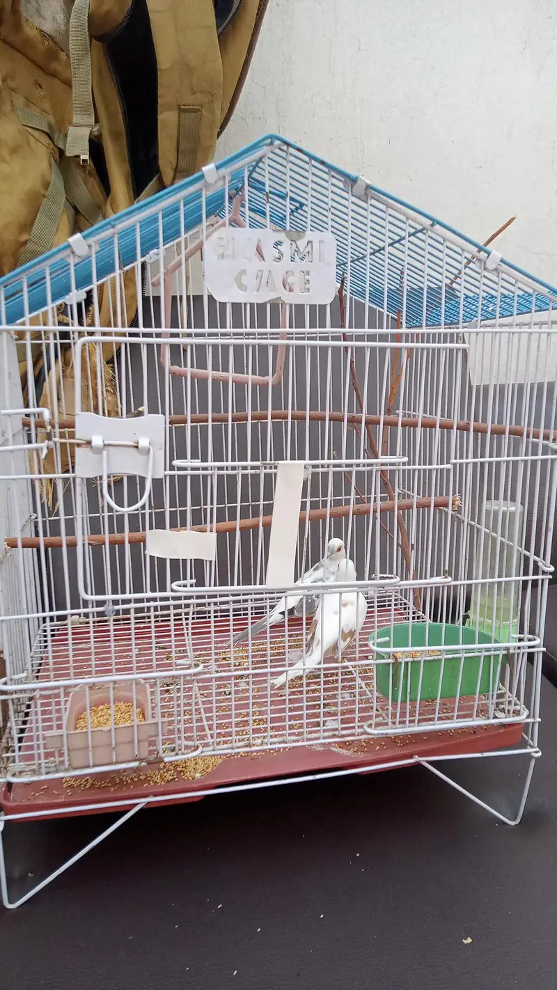 dove for sale pair — photo 3