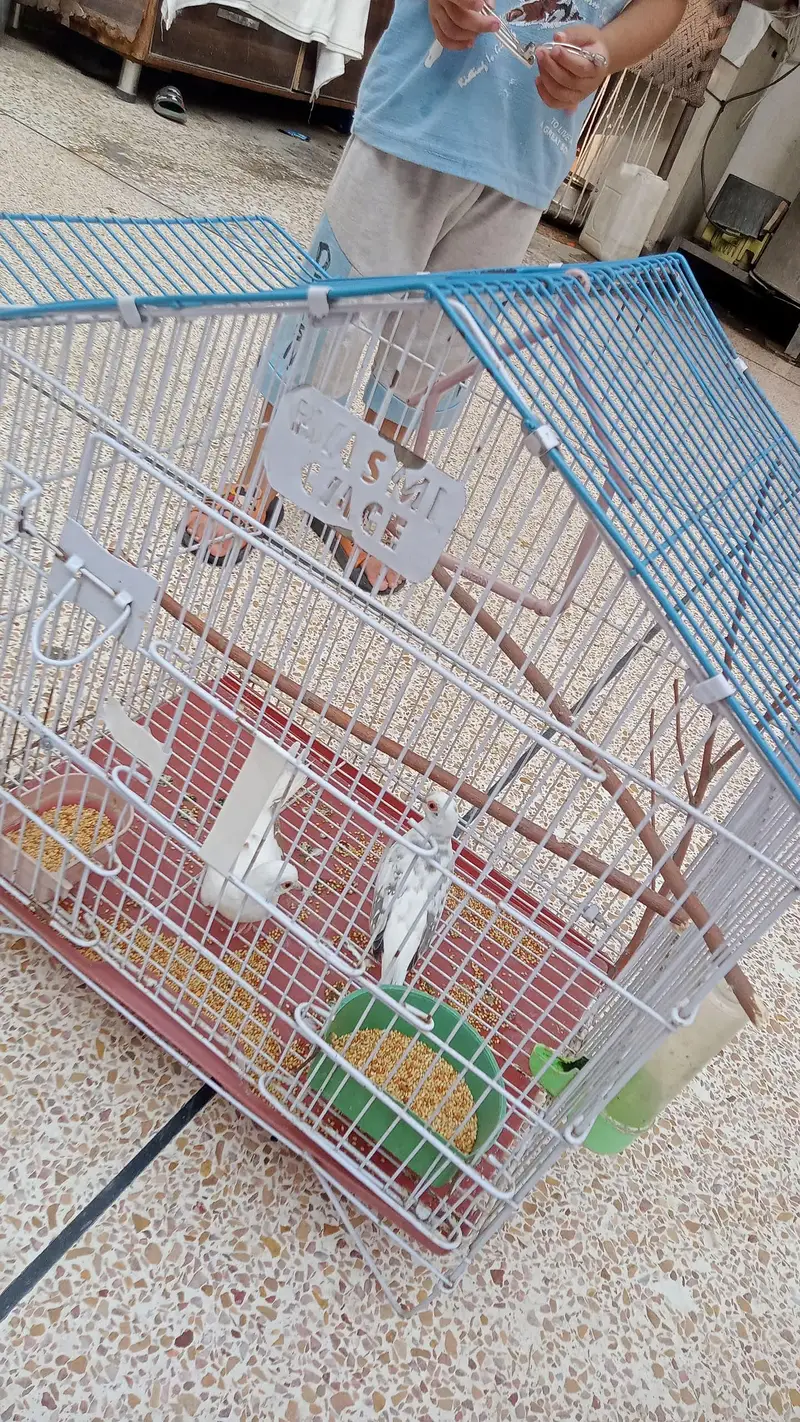dove for sale pair — photo 5