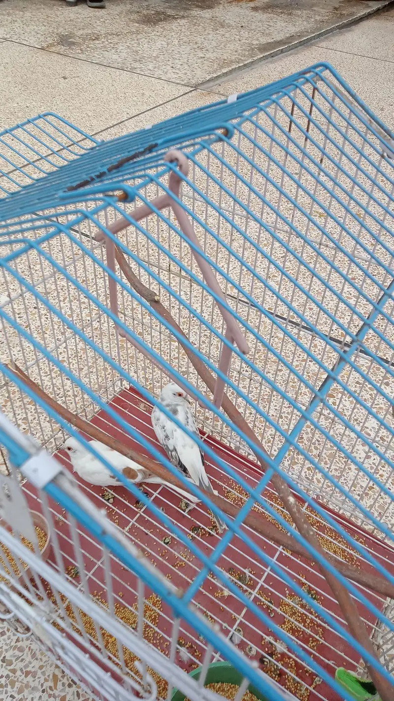 dove for sale pair — photo 7