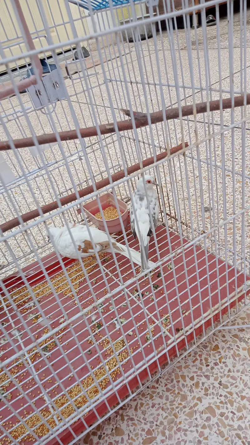 dove for sale pair — photo 9