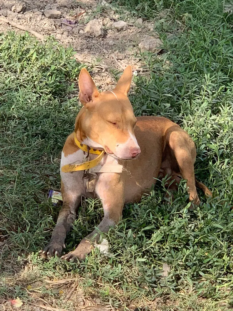 gultair male for sale — photo 2