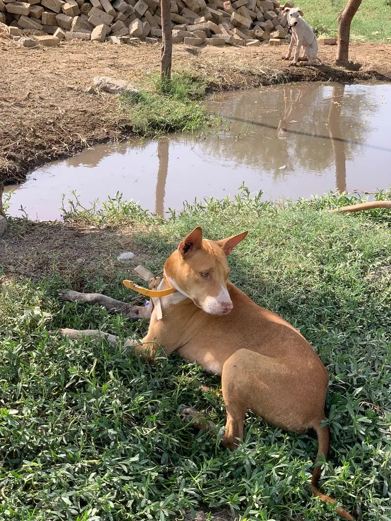 gultair male for sale