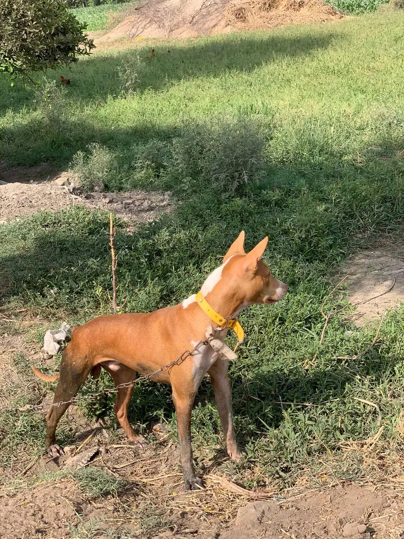 gultair male for sale — photo 3