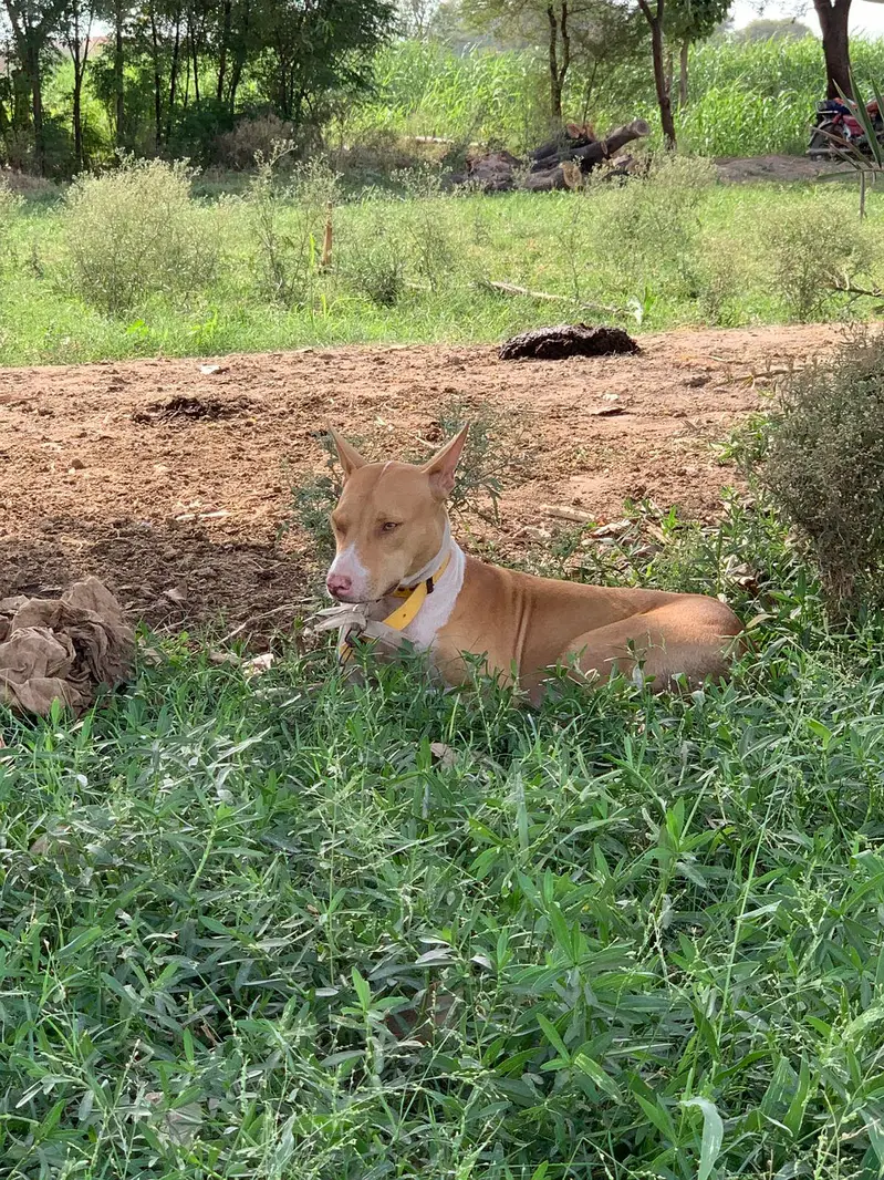 gultair male for sale — photo 4