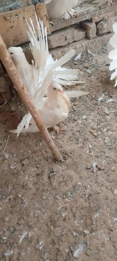 Ready to 1st breed confirm pair for sale urgently