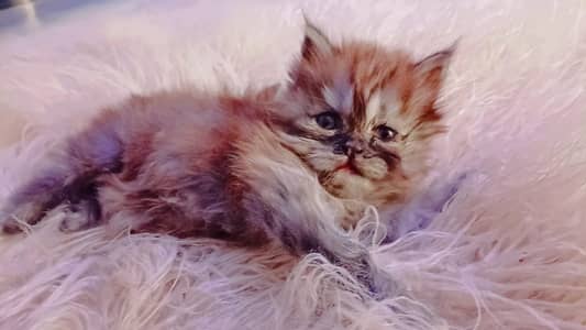 Punch Face Kitten 1 Month