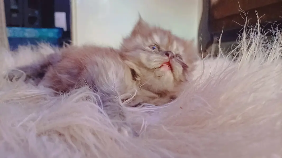 Punch Face Kitten 1 Month — photo 2