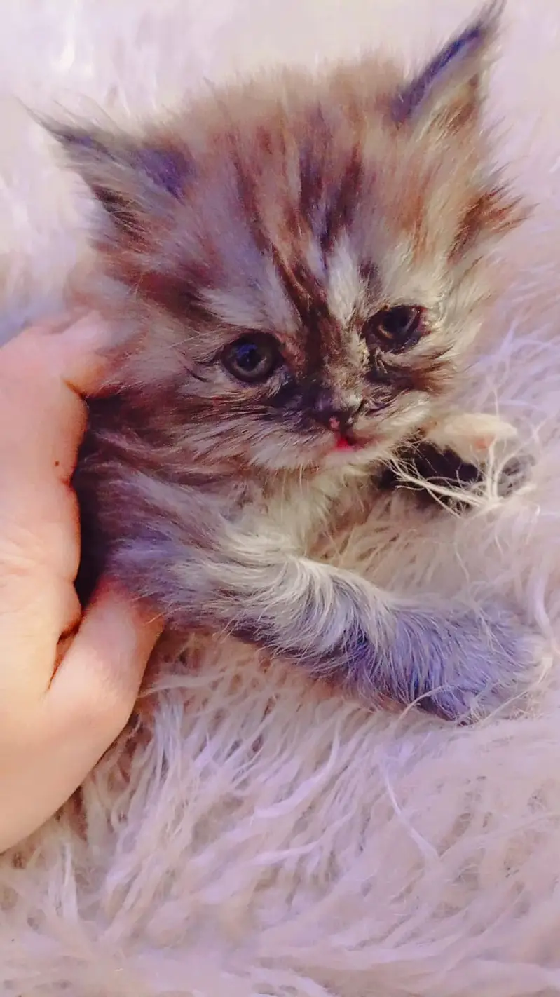 Punch Face Kitten 1 Month — photo 3