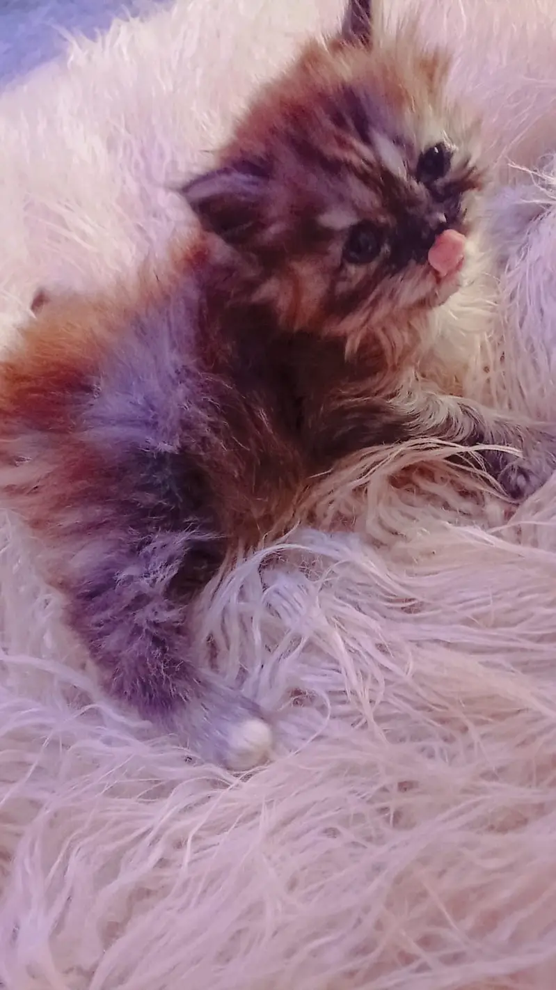 Punch Face Kitten 1 Month — photo 4