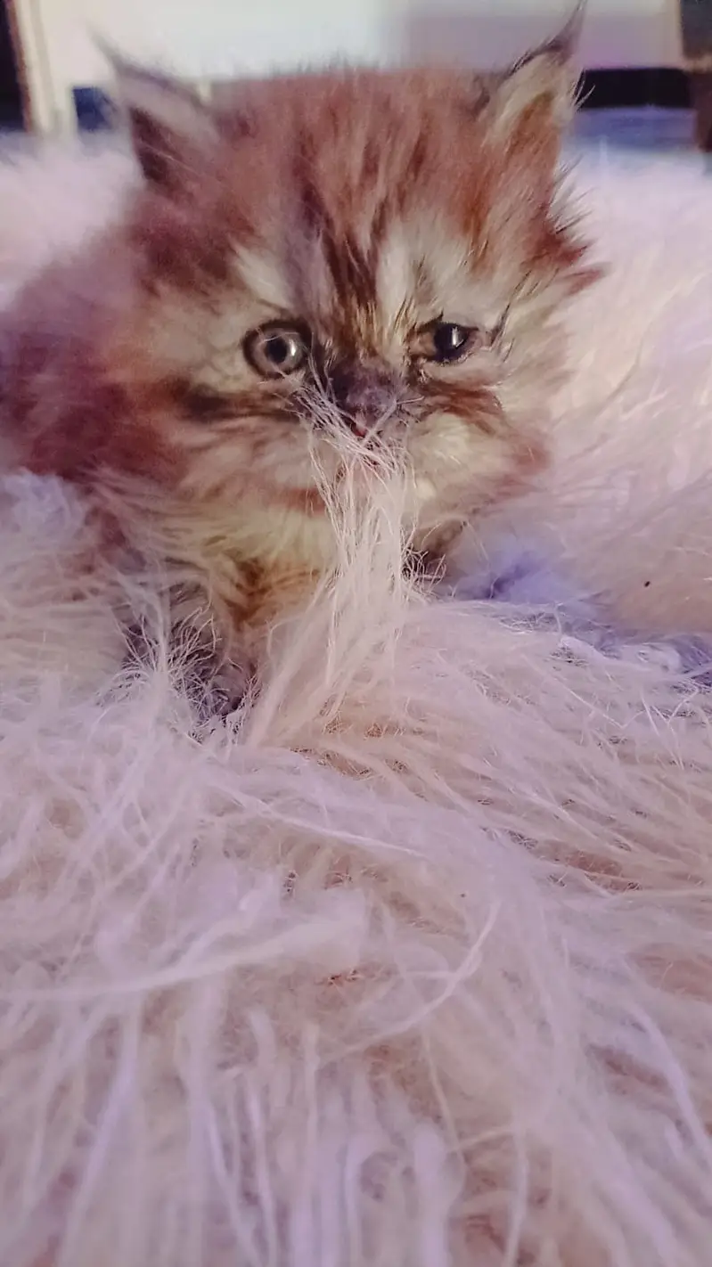 Punch Face Kitten 1 Month — photo 5