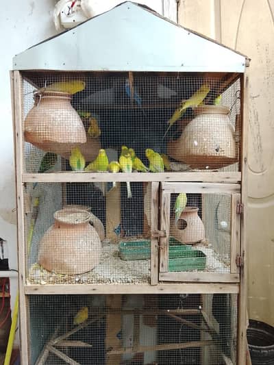 pura setup sale krna hay Pinjre Ke Sath total 25 Budgie hain