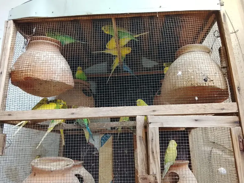 pura setup sale krna hay Pinjre Ke Sath total 25 Budgie hain — photo 2