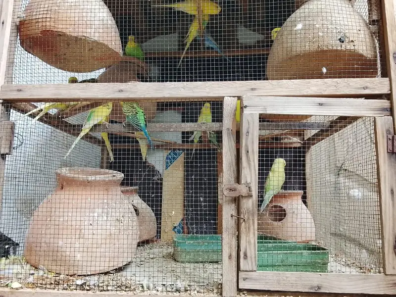 pura setup sale krna hay Pinjre Ke Sath total 25 Budgie hain — photo 3