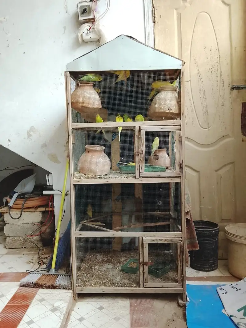 pura setup sale krna hay Pinjre Ke Sath total 25 Budgie hain — photo 4