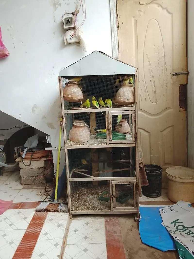 pura setup sale krna hay Pinjre Ke Sath total 25 Budgie hain — photo 5