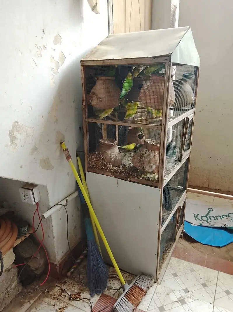 pura setup sale krna hay Pinjre Ke Sath total 25 Budgie hain — photo 6