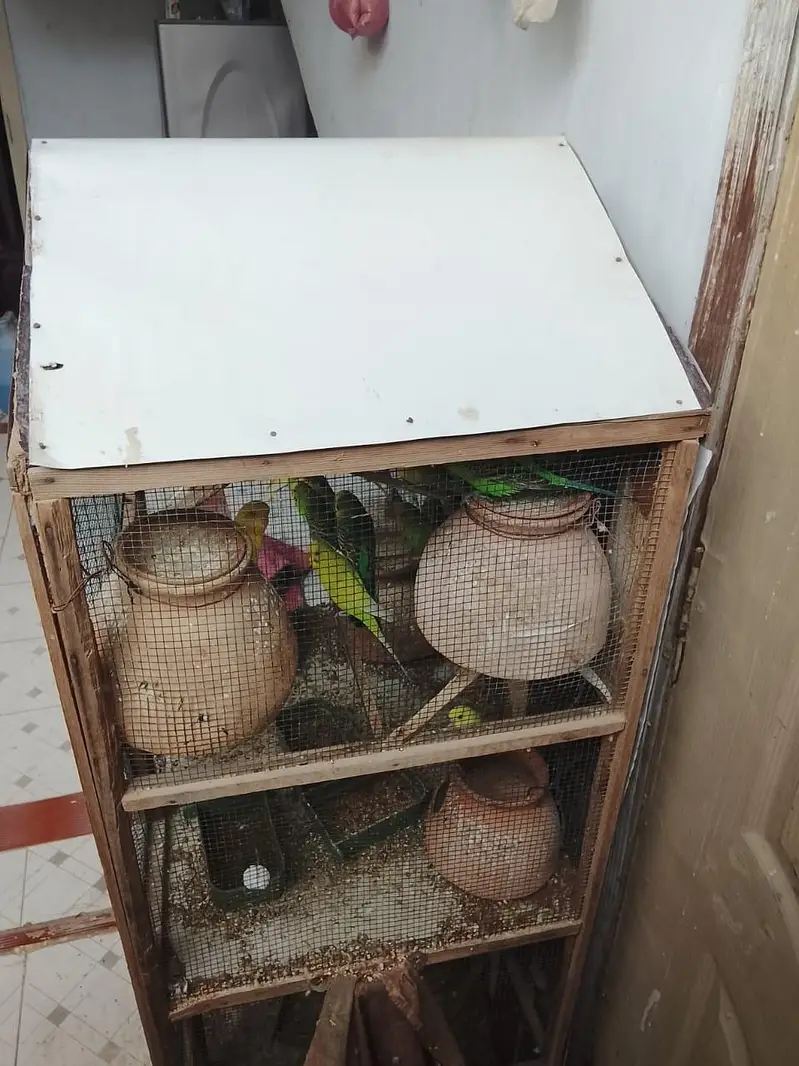 pura setup sale krna hay Pinjre Ke Sath total 25 Budgie hain — photo 7