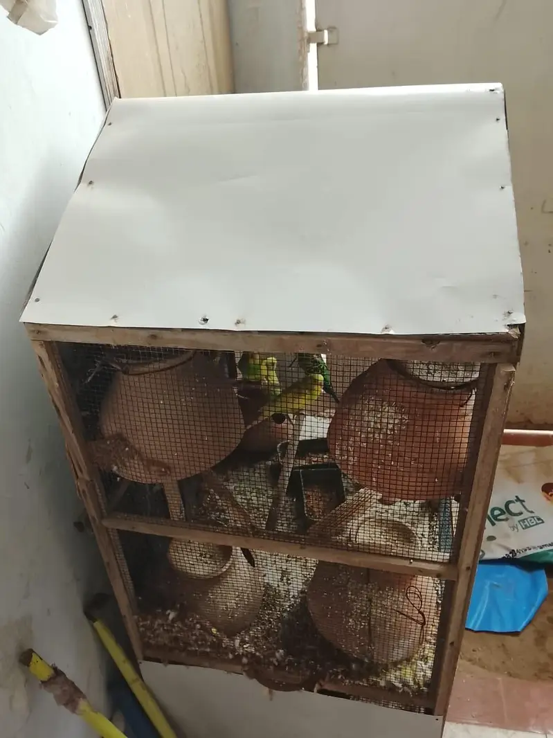 pura setup sale krna hay Pinjre Ke Sath total 25 Budgie hain — photo 8