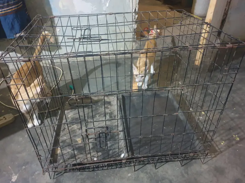 pinjra bade size me he — photo 2