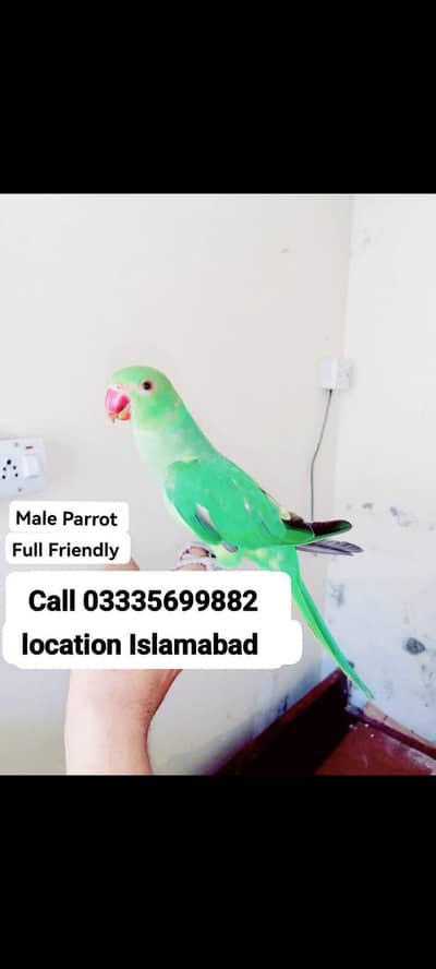 Hand Tamed Friendly Green Ring Neck Male Parrot
