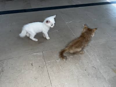 Kitten pair