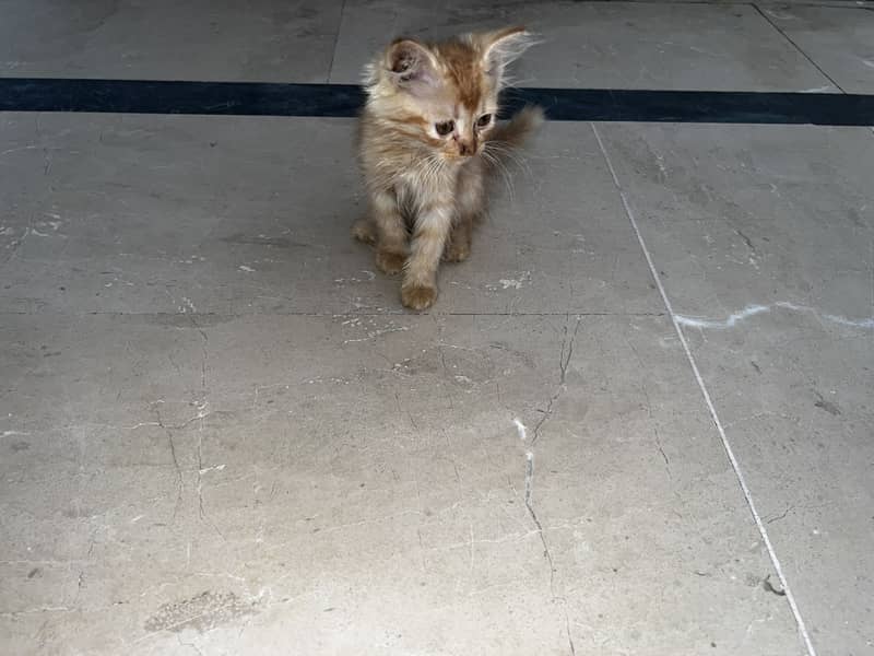 Kitten pair 1