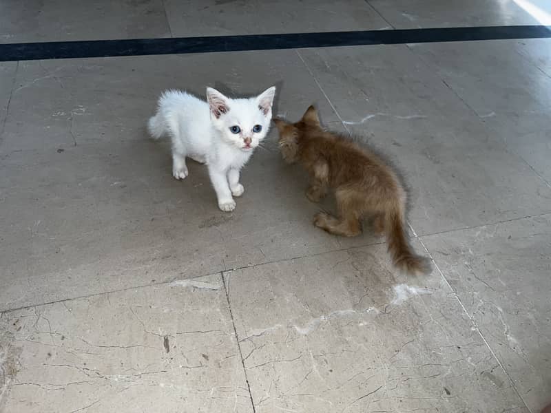 Kitten pair 2