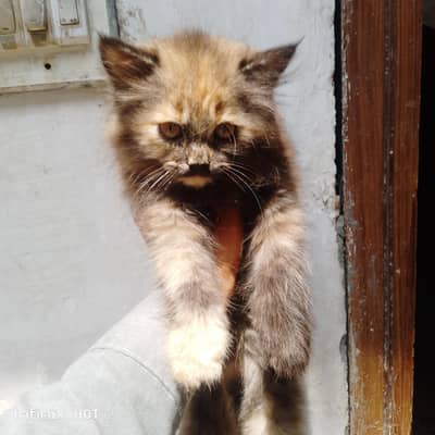 beautiful Persian cat