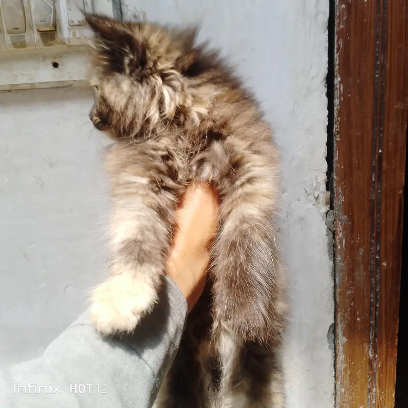 beautiful Persian cat — photo 2
