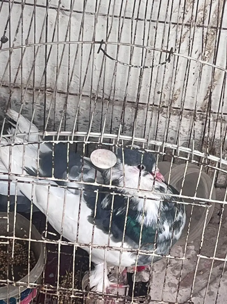 pigeon for sale with baby — photo 3