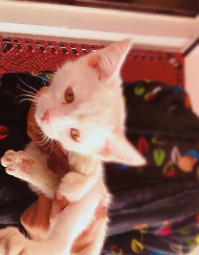 sale cat