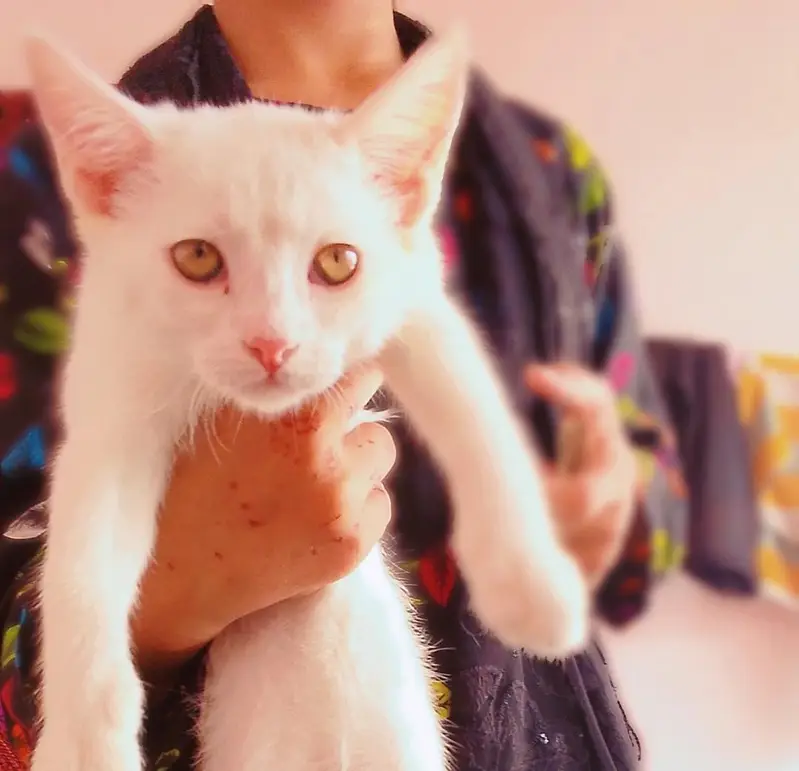 sale cat — photo 2