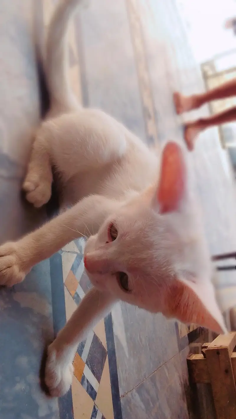 sale cat — photo 3