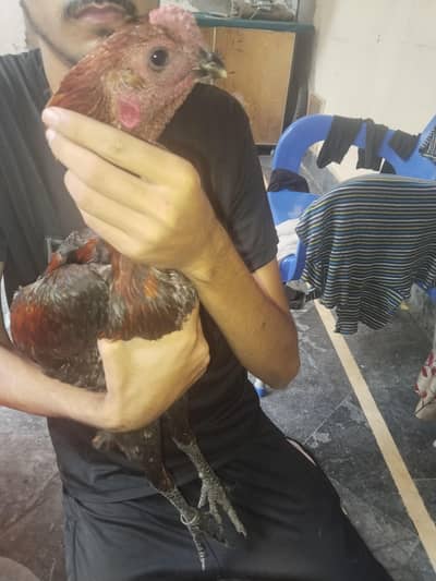 dargen hen