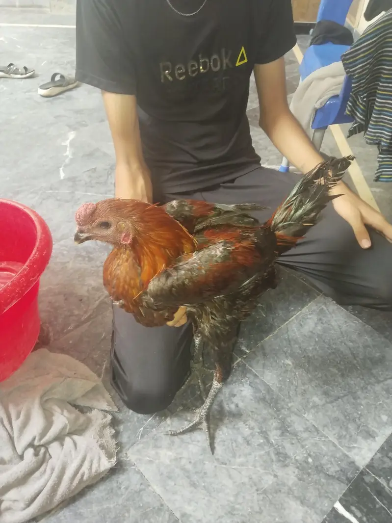 dargen hen — photo 3