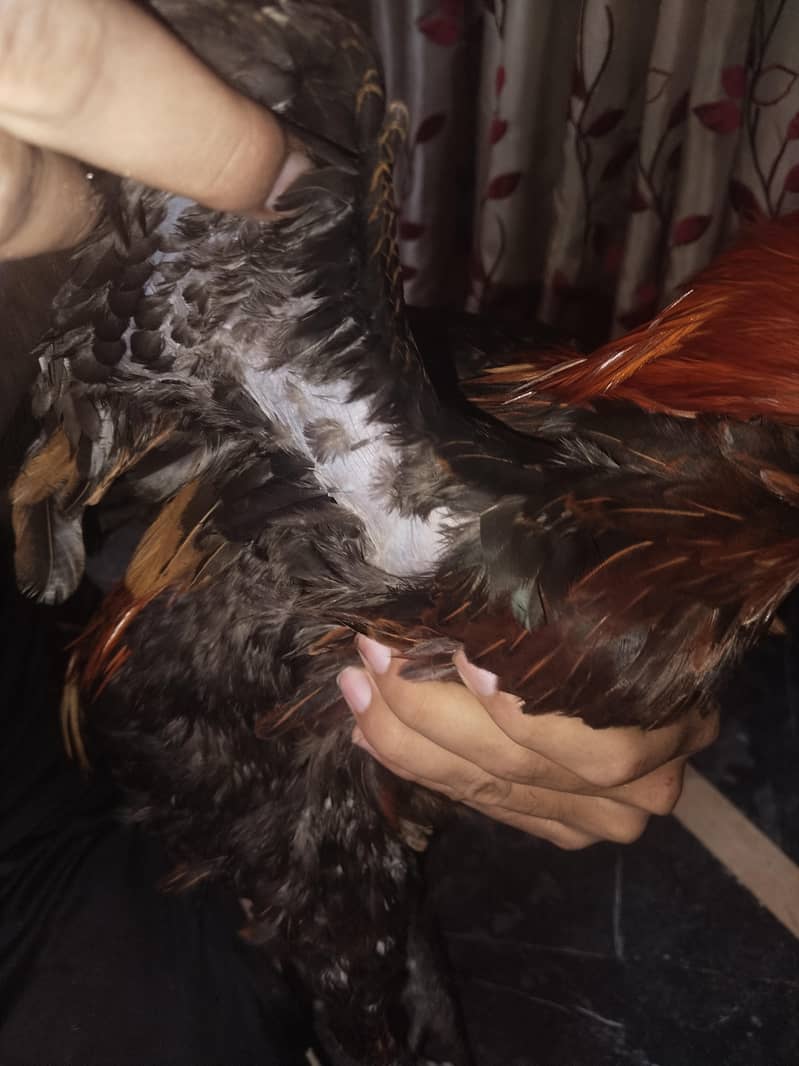 dargen hen 3