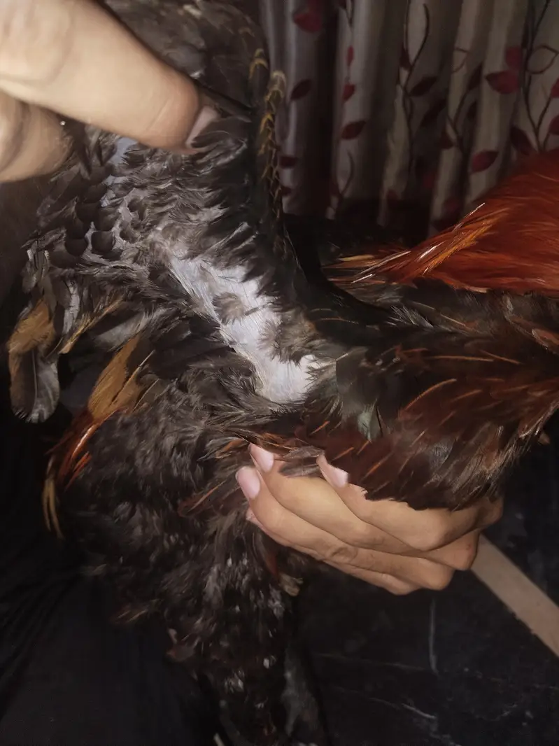 dargen hen — photo 4